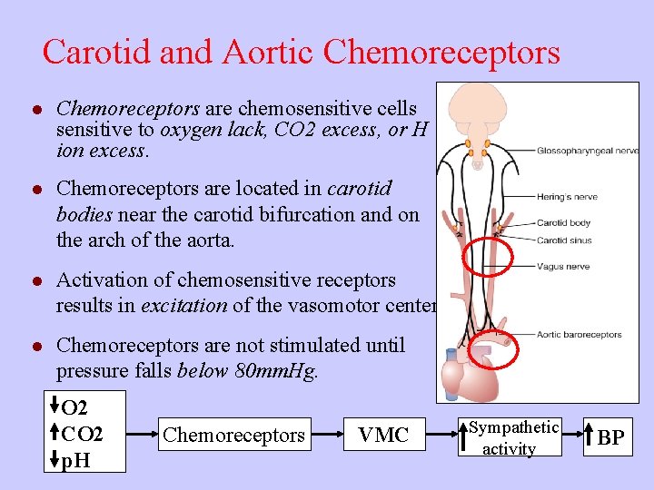 Carotid and Aortic Chemoreceptors l Chemoreceptors are chemosensitive cells sensitive to oxygen lack, CO
