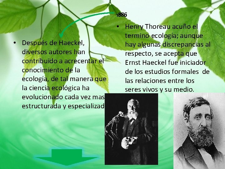 1886 • Después de Haeckel, diversos autores han contribuido a acrecentar el conocimiento de