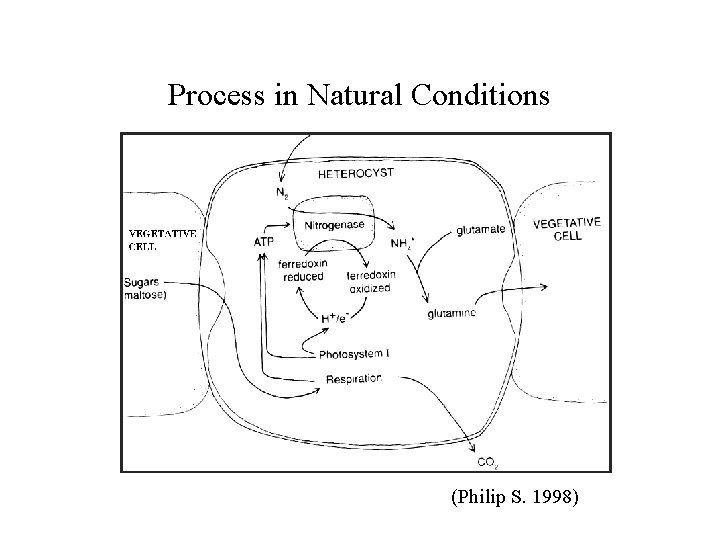 BlueGreen Algae Hydrogen Production an Evaluation of a