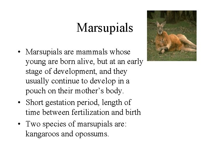 Marsupials • Marsupials are mammals whose young are born alive, but at an early