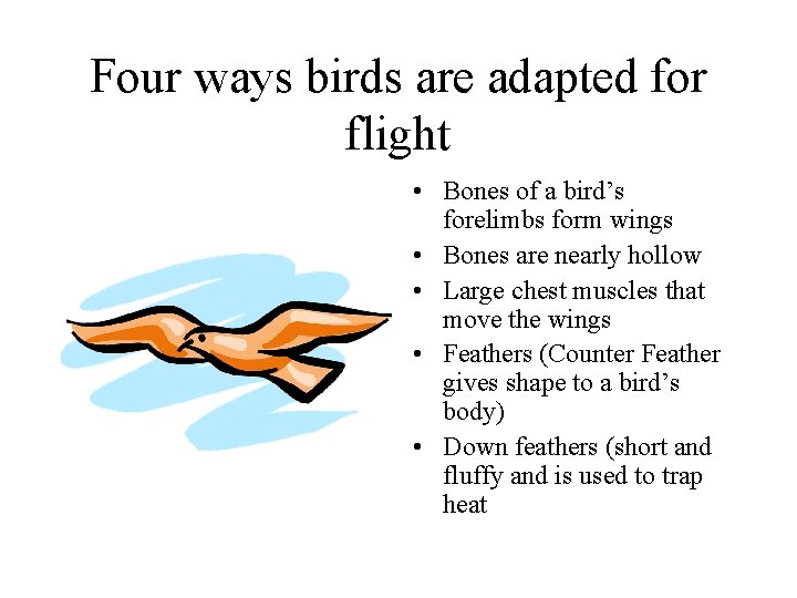 Four ways birds are adapted for flight • Bones of a bird’s forelimbs form