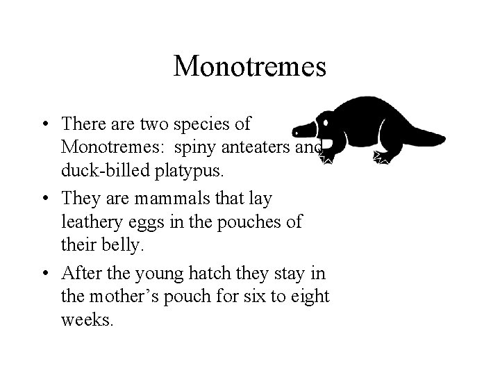 Monotremes • There are two species of Monotremes: spiny anteaters and duck-billed platypus. •