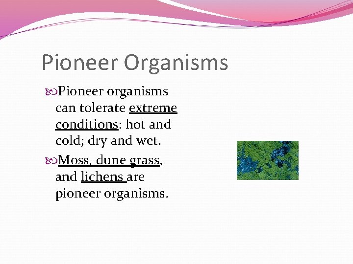 Pioneer Organisms Pioneer organisms can tolerate extreme conditions: hot and cold; dry and wet.