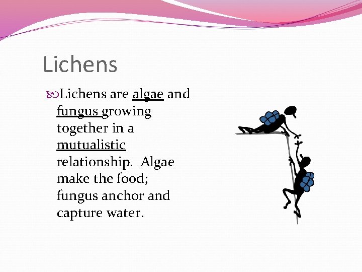 Lichens are algae and fungus growing together in a mutualistic relationship. Algae make the