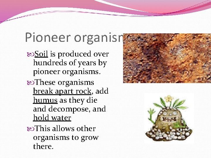Pioneer organisms Soil is produced over hundreds of years by pioneer organisms. These organisms