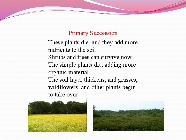 Primary Succession These plants die, and they add more nutrients to the soil Shrubs