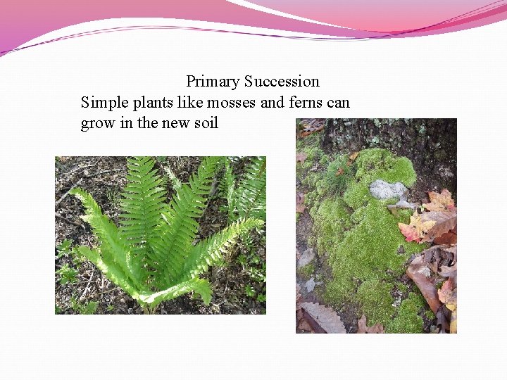 Primary Succession Simple plants like mosses and ferns can grow in the new soil
