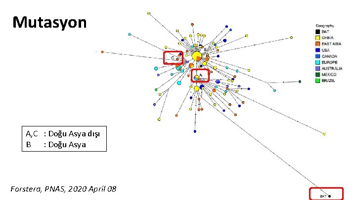 Mutasyon A, C : Doğu Asya dışı B : Doğu Asya Forstera, PNAS, 2020