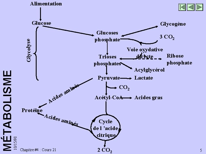 Alimentation Glucose Glycogène 10/15/98 MÉTABOLISME Glycolyse Glucoses phosphate Voie oxydative Ribose directe Trioses phosphates