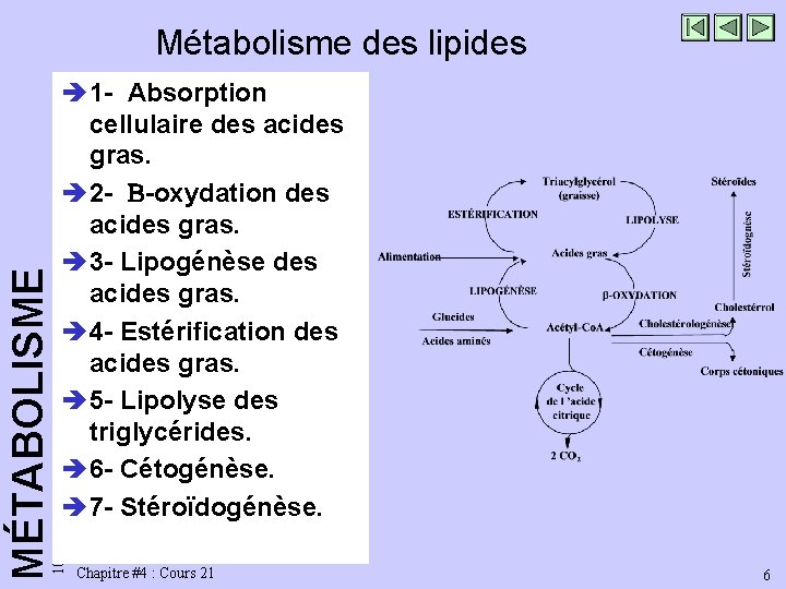 è 1 - Absorption cellulaire des acides gras. è 2 - -oxydation des acides