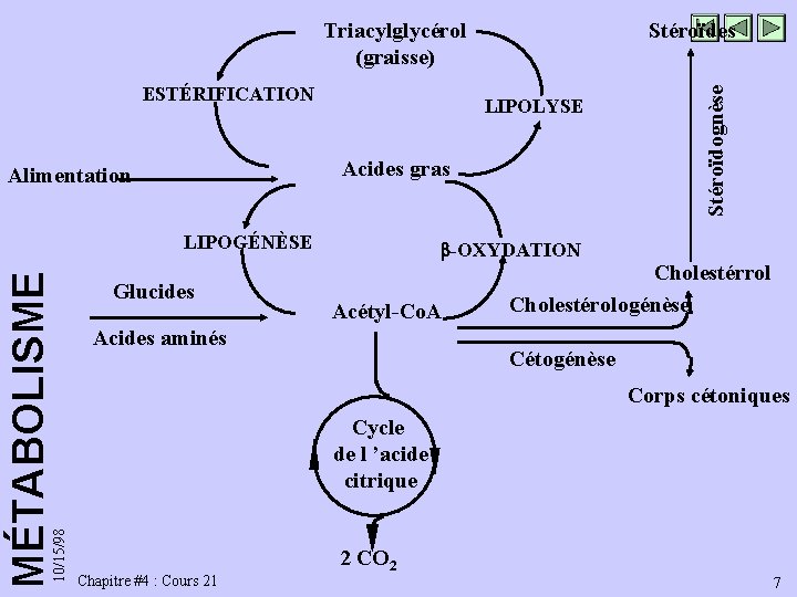 ESTÉRIFICATION LIPOLYSE Acides gras Alimentation LIPOGÉNÈSE 10/15/98 MÉTABOLISME Stéroïdes Glucides Stéroïdognèse Triacylglycérol (graisse) -OXYDATION