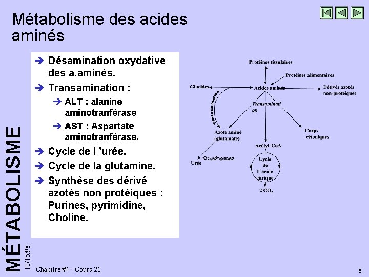 Métabolisme des acides aminés 10/15/98 MÉTABOLISME è Désamination oxydative des a. aminés. è Transamination