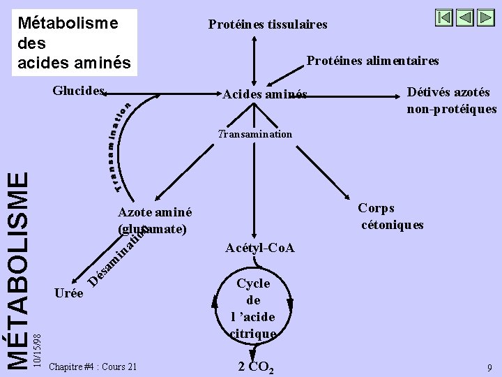 Métabolisme des acides aminés Protéines tissulaires Glucides Acides aminés Protéines alimentaires Détivés azotés non-protéiques