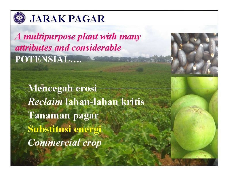 JARAK PAGAR A multipurpose plant with many attributes and considerable POTENSIAL…. Mencegah erosi Reclaim