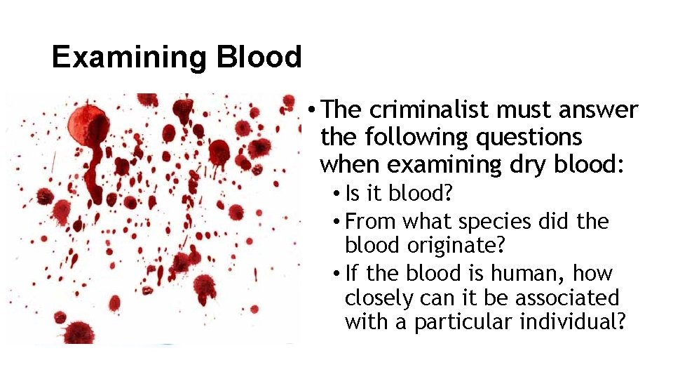 Examining Blood • The criminalist must answer the following questions when examining dry blood: