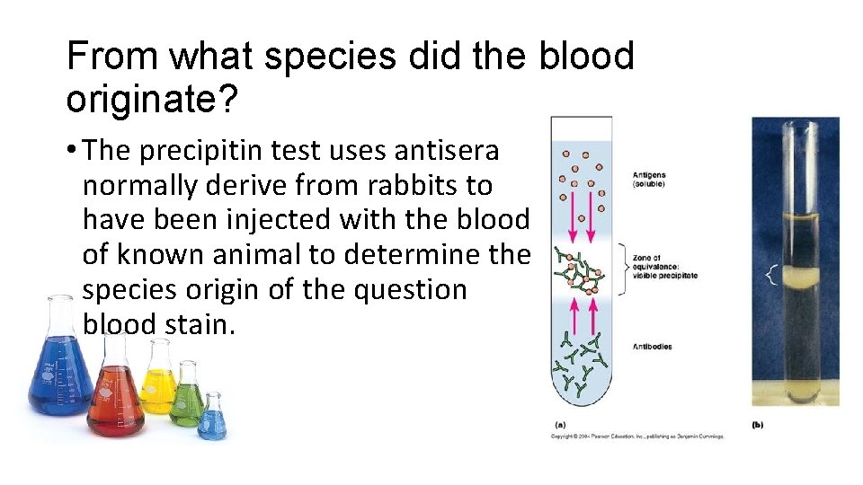 From what species did the blood originate? • The precipitin test uses antisera normally