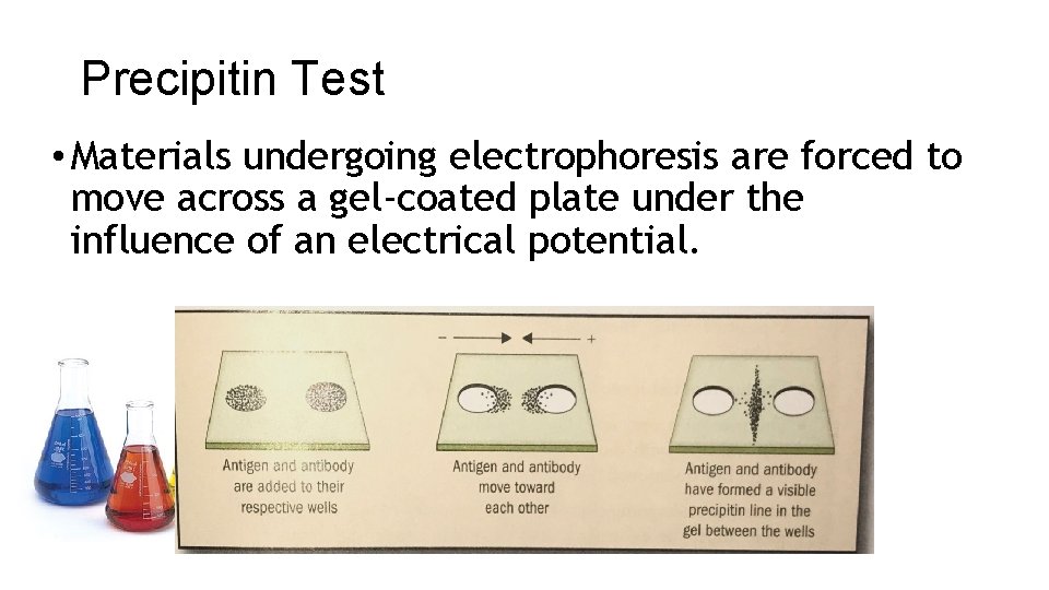 Precipitin Test • Materials undergoing electrophoresis are forced to move across a gel-coated plate