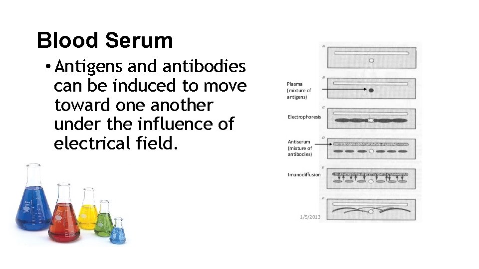 Blood Serum • Antigens and antibodies can be induced to move toward one another