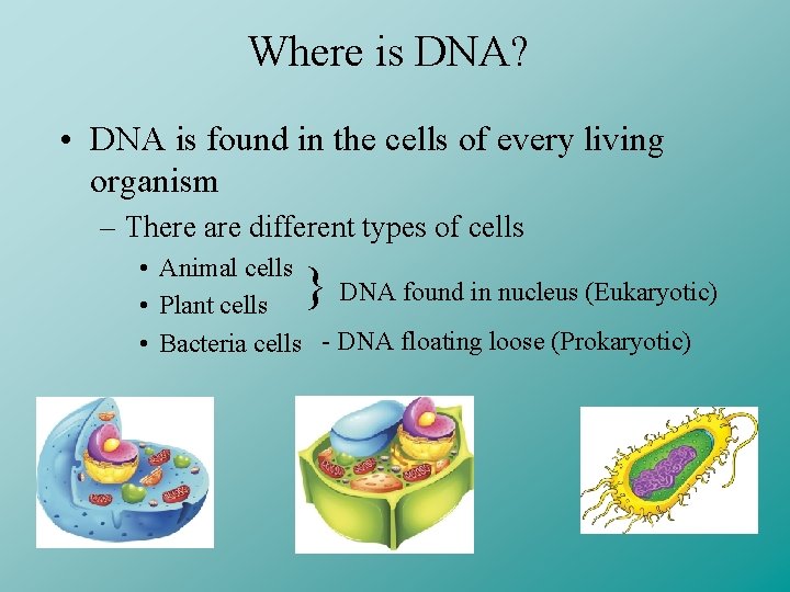 Where is DNA? • DNA is found in the cells of every living organism