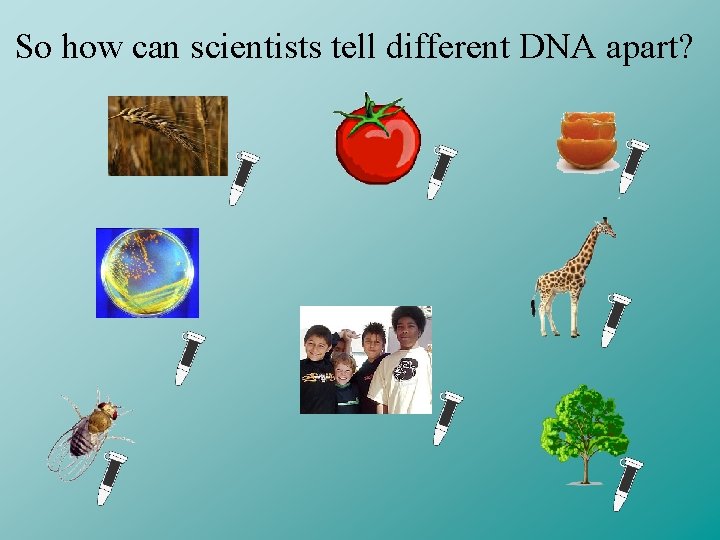 So how can scientists tell different DNA apart? 