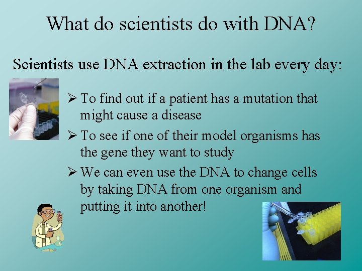 What do scientists do with DNA? Scientists use DNA extraction in the lab every