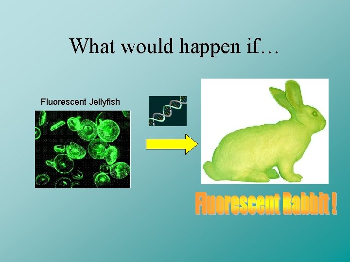 What would happen if… Rabbit Fluorescent Jellyfish 