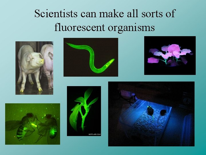 Scientists can make all sorts of fluorescent organisms 