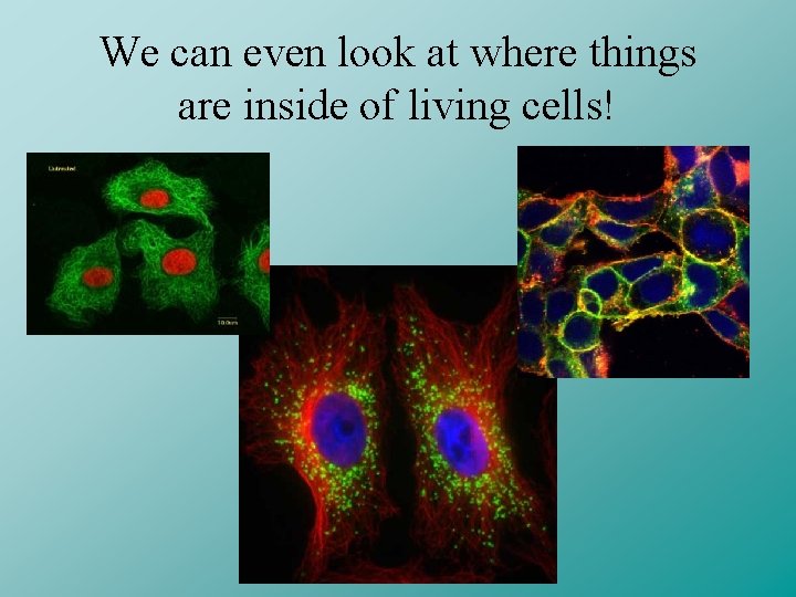 We can even look at where things are inside of living cells! 