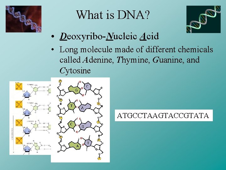 What is DNA? • Deoxyribo-Nucleic Acid • Long molecule made of different chemicals called