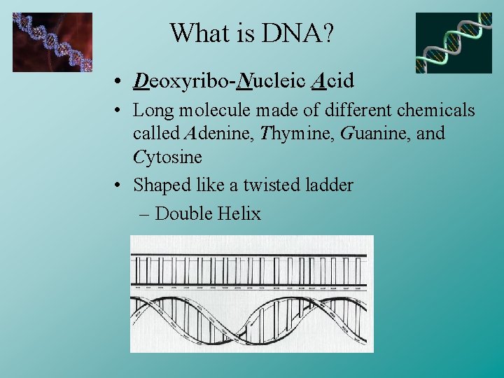 What is DNA? • Deoxyribo-Nucleic Acid • Long molecule made of different chemicals called