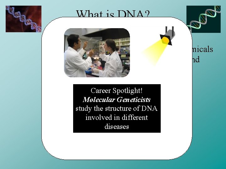 What is DNA? • Deoxyribo-Nucleic Acid • Long molecule made of different chemicals called