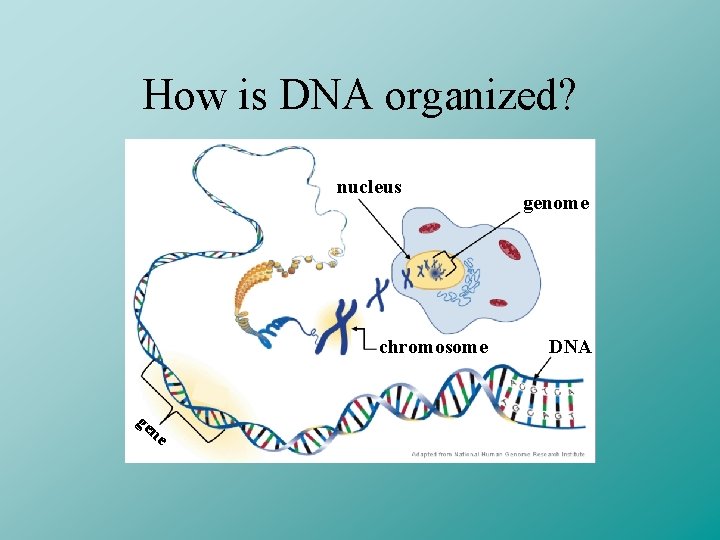 How is DNA organized? nucleus chromosome ge ne genome DNA 