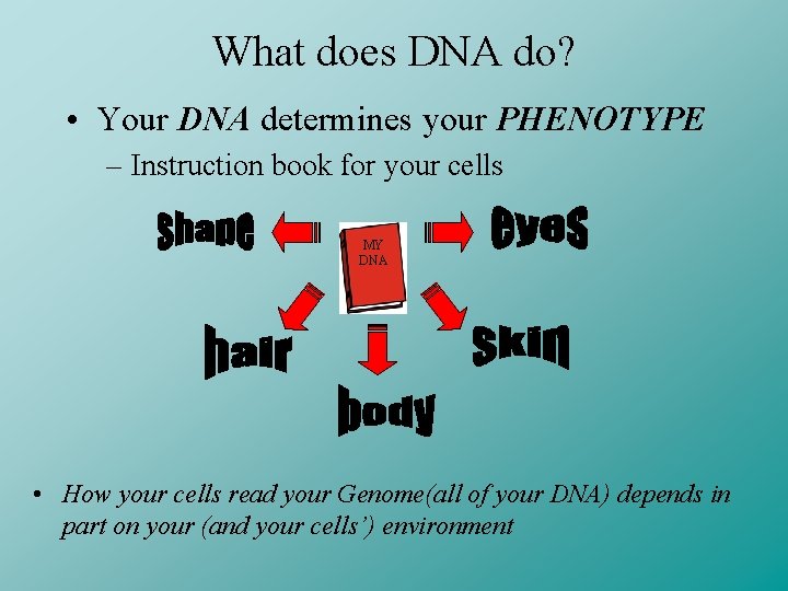 What does DNA do? • Your DNA determines your PHENOTYPE – Instruction book for
