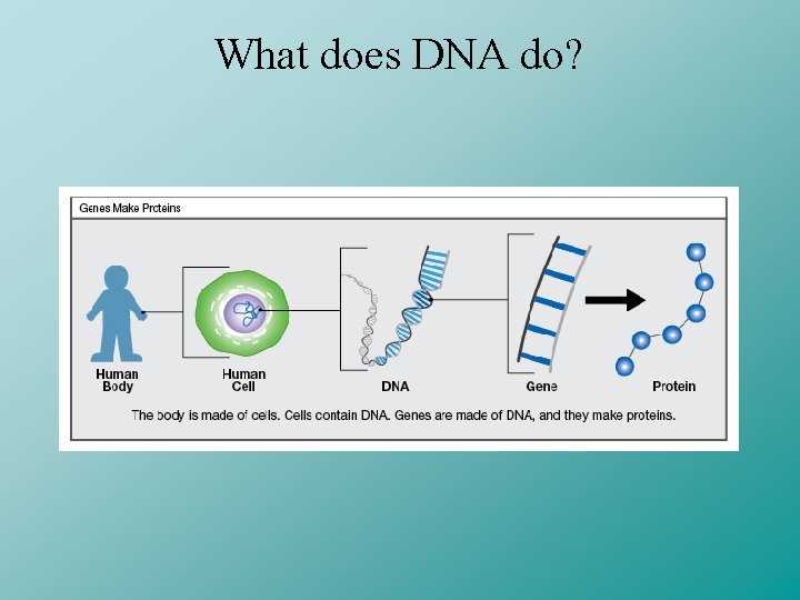 What does DNA do? 
