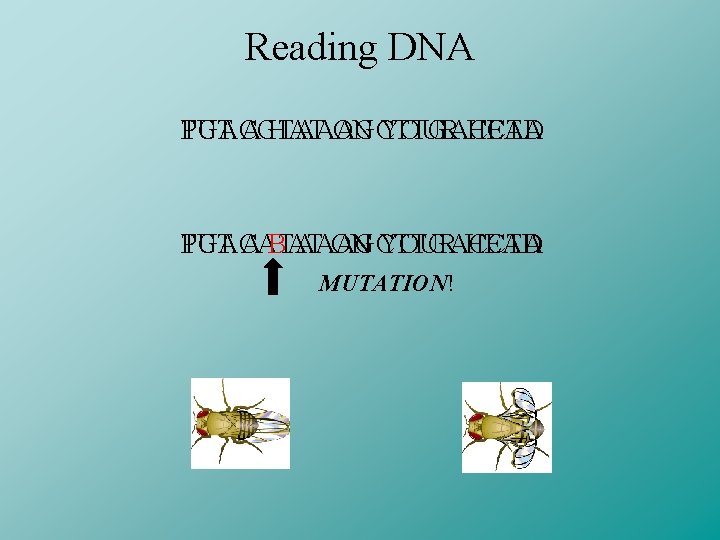 Reading DNA TGACGTAAAGCTTGACCTA PUT A HAT ON YOUR HEAD PUT A BAT ON YOUR