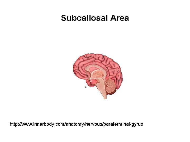 Subcallosal Area http: //www. innerbody. com/anatomy/nervous/paraterminal-gyrus 