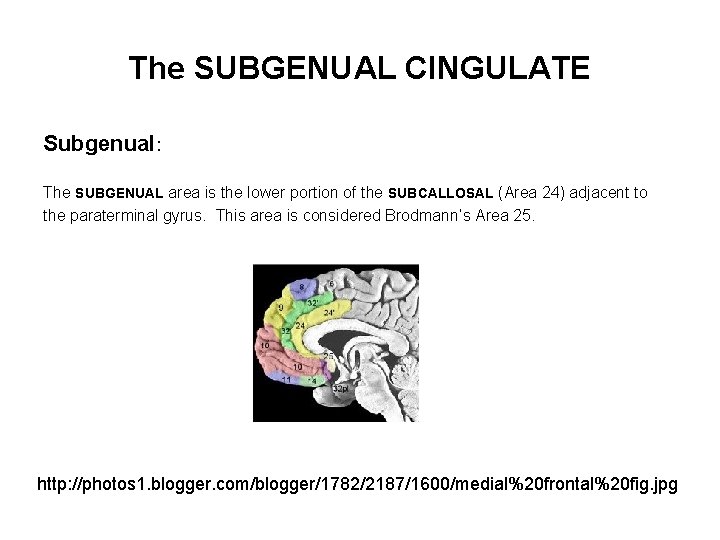 The SUBGENUAL CINGULATE Subgenual: The SUBGENUAL area is the lower portion of the SUBCALLOSAL
