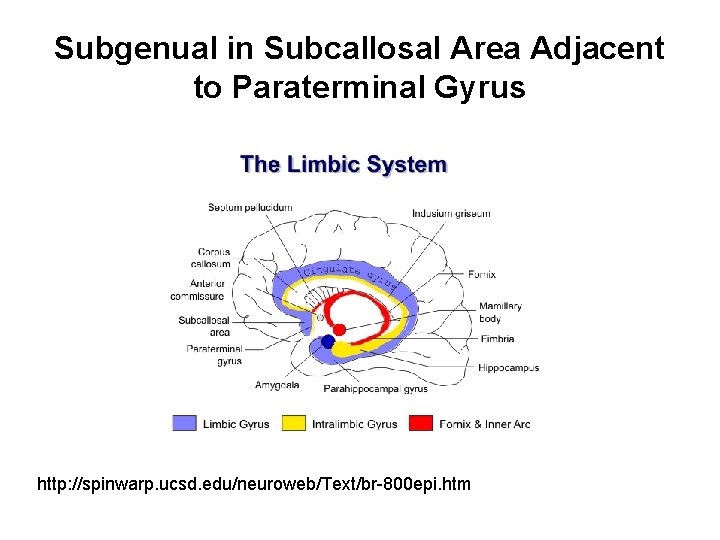 Subgenual in Subcallosal Area Adjacent to Paraterminal Gyrus http: //spinwarp. ucsd. edu/neuroweb/Text/br-800 epi. htm