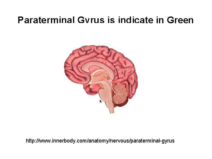 Paraterminal Gyrus is indicate in Green http: //www. innerbody. com/anatomy/nervous/paraterminal-gyrus 