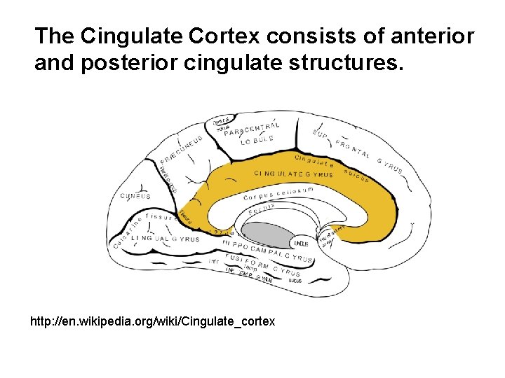 The Cingulate Cortex consists of anterior and posterior cingulate structures. http: //en. wikipedia. org/wiki/Cingulate_cortex