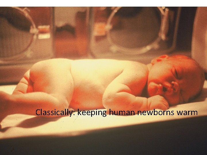 Classically: keeping human newborns warm 