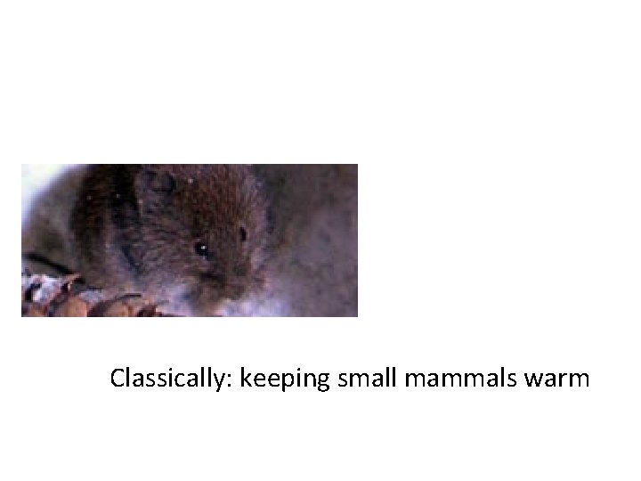 Classically: keeping small mammals warm 