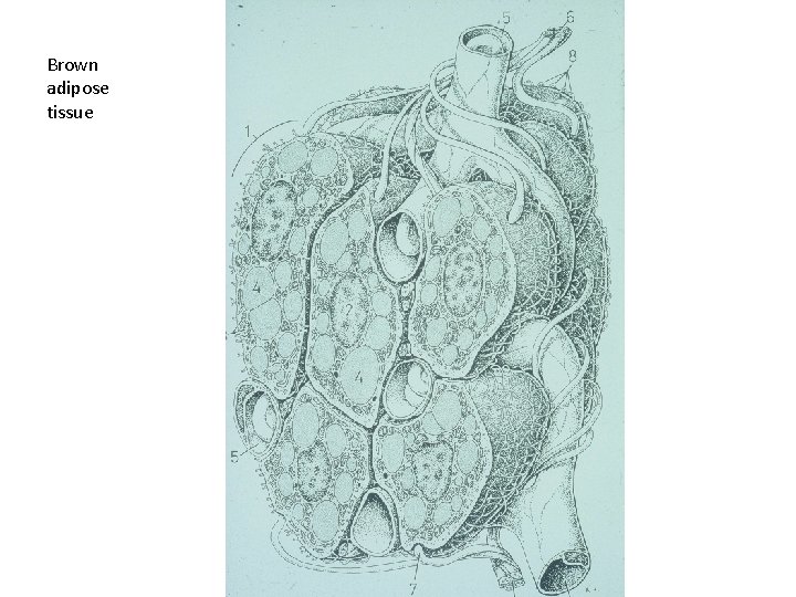 Brown adipose tissue 