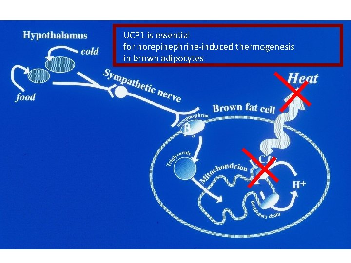 UCP 1 is essential for norepinephrine-induced thermogenesis in brown adipocytes 1 