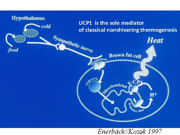 UCP 1 is the sole mediator of classical nonshivering thermogenesis 1 Enerbäck//Kozak 1997 