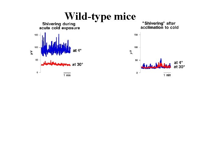 Wild-type mice UCP 1(-/-) mice 