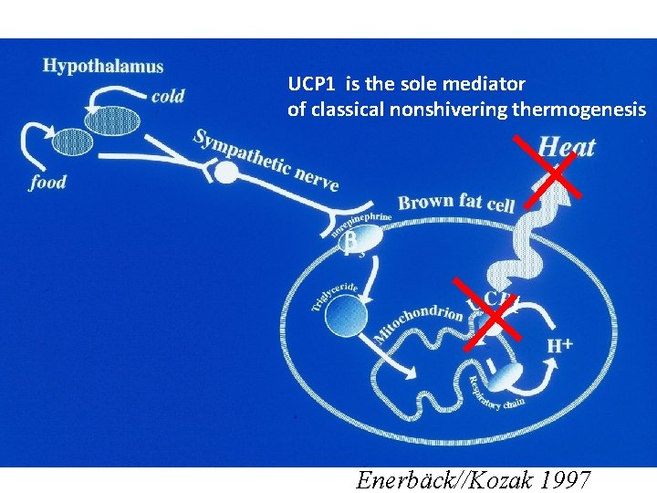 UCP 1 is the sole mediator of classical nonshivering thermogenesis 1 Enerbäck//Kozak 1997 