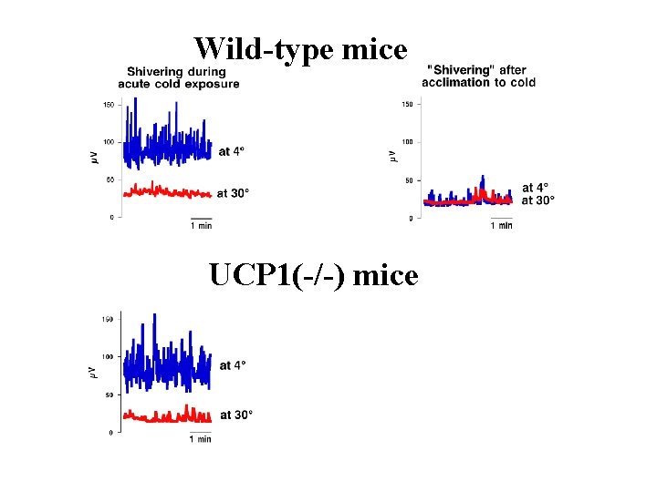 Wild-type mice UCP 1(-/-) mice 