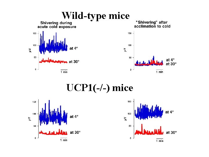 Wild-type mice UCP 1(-/-) mice 