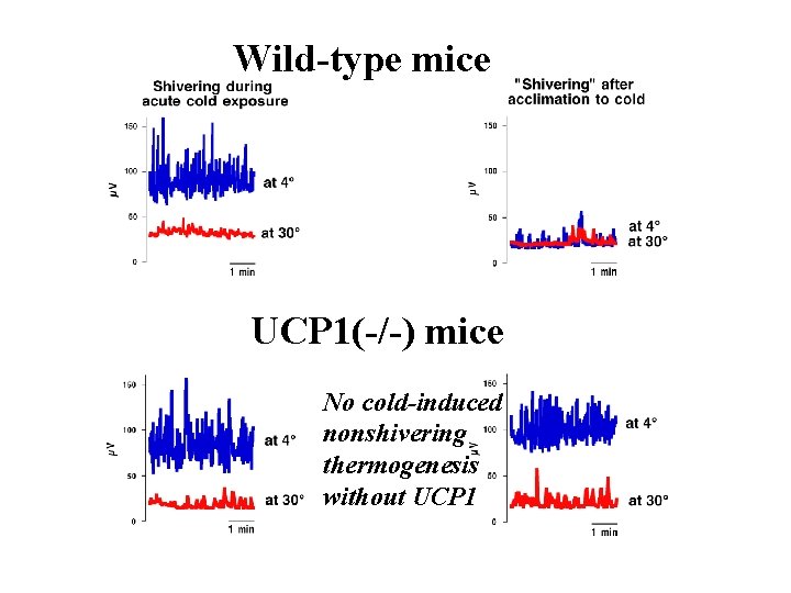 Wild-type mice UCP 1(-/-) mice No cold-induced nonshivering thermogenesis without UCP 1 